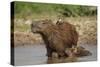 Capybara (Hydrochoerus Hydrochaeris) Female With Young-Tony Heald-Stretched Canvas