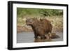 Capybara (Hydrochoerus Hydrochaeris) Female With Young-Tony Heald-Framed Photographic Print