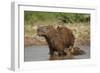 Capybara (Hydrochoerus Hydrochaeris) Female With Young-Tony Heald-Framed Photographic Print