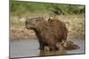 Capybara (Hydrochoerus Hydrochaeris) Female With Young-Tony Heald-Mounted Photographic Print