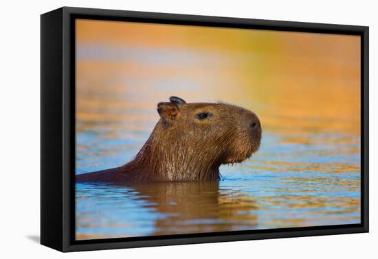 Capybara (Hydrochoerus Hydrochaeris) Swimming, Pantanal Wetlands, Brazil-null-Framed Stretched Canvas