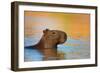 Capybara (Hydrochoerus Hydrochaeris) Swimming, Pantanal Wetlands, Brazil-null-Framed Premium Photographic Print