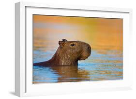 Capybara (Hydrochoerus Hydrochaeris) Swimming, Pantanal Wetlands, Brazil-null-Framed Photographic Print