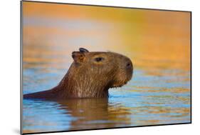 Capybara (Hydrochoerus Hydrochaeris) Swimming, Pantanal Wetlands, Brazil-null-Mounted Photographic Print