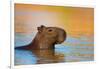 Capybara (Hydrochoerus Hydrochaeris) Swimming, Pantanal Wetlands, Brazil-null-Framed Photographic Print