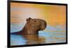 Capybara (Hydrochoerus Hydrochaeris) Swimming, Pantanal Wetlands, Brazil-null-Framed Photographic Print