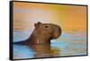 Capybara (Hydrochoerus Hydrochaeris) Swimming, Pantanal Wetlands, Brazil-null-Framed Stretched Canvas