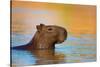 Capybara (Hydrochoerus Hydrochaeris) Swimming, Pantanal Wetlands, Brazil-null-Stretched Canvas