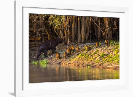 Capybara leads her group of babies out of the water in the Pantanal, Brazil-James White-Framed Photographic Print