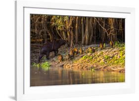 Capybara leads her group of babies out of the water in the Pantanal, Brazil-James White-Framed Photographic Print