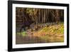 Capybara leads her group of babies out of the water in the Pantanal, Brazil-James White-Framed Photographic Print