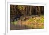 Capybara leads her group of babies out of the water in the Pantanal, Brazil-James White-Framed Photographic Print