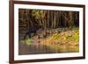 Capybara leads her group of babies out of the water in the Pantanal, Brazil-James White-Framed Photographic Print