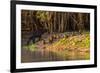 Capybara leads her group of babies out of the water in the Pantanal, Brazil-James White-Framed Photographic Print