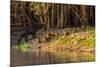 Capybara leads her group of babies out of the water in the Pantanal, Brazil-James White-Mounted Photographic Print