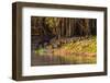 Capybara leads her group of babies out of the water in the Pantanal, Brazil-James White-Framed Photographic Print