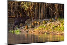 Capybara leads her group of babies out of the water in the Pantanal, Brazil-James White-Mounted Photographic Print