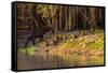 Capybara leads her group of babies out of the water in the Pantanal, Brazil-James White-Framed Stretched Canvas