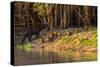 Capybara leads her group of babies out of the water in the Pantanal, Brazil-James White-Stretched Canvas