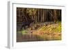 Capybara leads her group of babies out of the water in the Pantanal, Brazil-James White-Framed Photographic Print