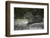 Capybara, Northern Pantanal, Mato Grosso, Brazil-Pete Oxford-Framed Photographic Print