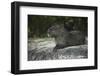 Capybara, Northern Pantanal, Mato Grosso, Brazil-Pete Oxford-Framed Photographic Print