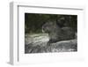 Capybara, Northern Pantanal, Mato Grosso, Brazil-Pete Oxford-Framed Photographic Print