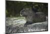Capybara, Northern Pantanal, Mato Grosso, Brazil-Pete Oxford-Mounted Photographic Print