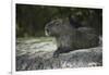 Capybara, Northern Pantanal, Mato Grosso, Brazil-Pete Oxford-Framed Photographic Print