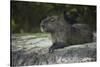 Capybara, Northern Pantanal, Mato Grosso, Brazil-Pete Oxford-Stretched Canvas