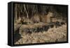 Capybara, Northern Pantanal, Mato Grosso, Brazil-Pete Oxford-Framed Stretched Canvas