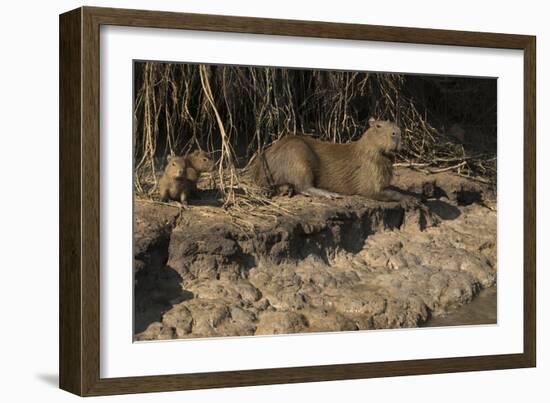 Capybara, Northern Pantanal, Mato Grosso, Brazil-Pete Oxford-Framed Photographic Print