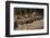 Capybara, Northern Pantanal, Mato Grosso, Brazil-Pete Oxford-Framed Premium Photographic Print