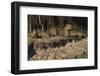 Capybara, Northern Pantanal, Mato Grosso, Brazil-Pete Oxford-Framed Premium Photographic Print