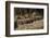 Capybara, Northern Pantanal, Mato Grosso, Brazil-Pete Oxford-Framed Photographic Print