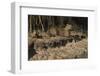 Capybara, Northern Pantanal, Mato Grosso, Brazil-Pete Oxford-Framed Photographic Print