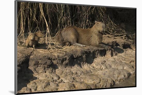 Capybara, Northern Pantanal, Mato Grosso, Brazil-Pete Oxford-Mounted Photographic Print