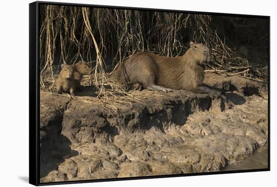 Capybara, Northern Pantanal, Mato Grosso, Brazil-Pete Oxford-Framed Stretched Canvas