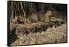 Capybara, Northern Pantanal, Mato Grosso, Brazil-Pete Oxford-Framed Stretched Canvas