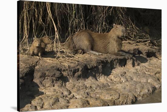 Capybara, Northern Pantanal, Mato Grosso, Brazil-Pete Oxford-Stretched Canvas