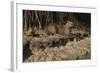 Capybara, Northern Pantanal, Mato Grosso, Brazil-Pete Oxford-Framed Photographic Print