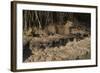 Capybara, Northern Pantanal, Mato Grosso, Brazil-Pete Oxford-Framed Photographic Print