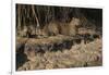 Capybara, Northern Pantanal, Mato Grosso, Brazil-Pete Oxford-Framed Premium Photographic Print