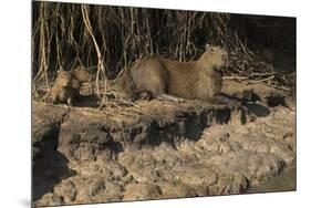 Capybara, Northern Pantanal, Mato Grosso, Brazil-Pete Oxford-Mounted Premium Photographic Print