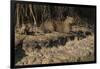 Capybara, Northern Pantanal, Mato Grosso, Brazil-Pete Oxford-Framed Premium Photographic Print