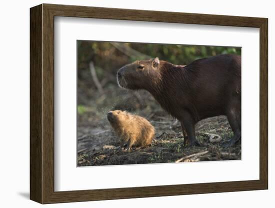 Capybara, Northern Pantanal, Mato Grosso, Brazil-Pete Oxford-Framed Photographic Print