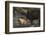 Capybara, Northern Pantanal, Mato Grosso, Brazil-Pete Oxford-Framed Photographic Print