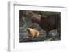 Capybara, Northern Pantanal, Mato Grosso, Brazil-Pete Oxford-Framed Photographic Print