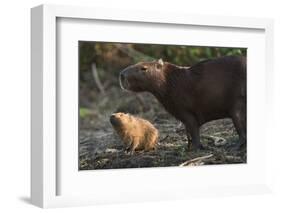 Capybara, Northern Pantanal, Mato Grosso, Brazil-Pete Oxford-Framed Photographic Print