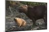 Capybara, Northern Pantanal, Mato Grosso, Brazil-Pete Oxford-Mounted Photographic Print